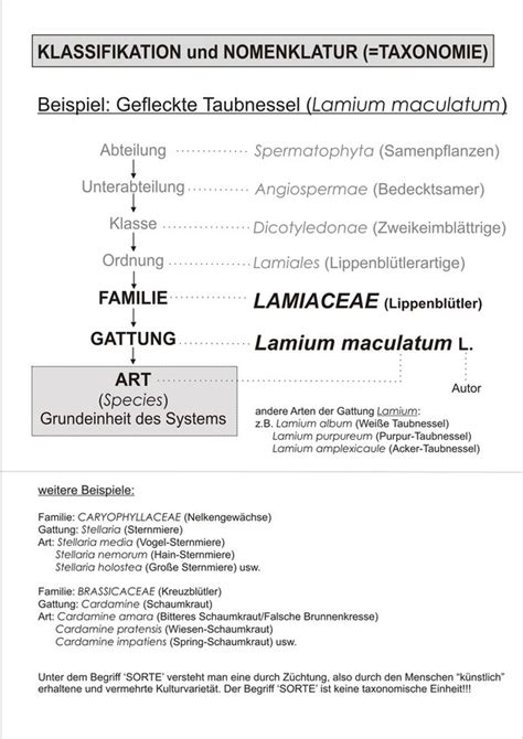 lateinisch art gattung|gattung bedeutung.